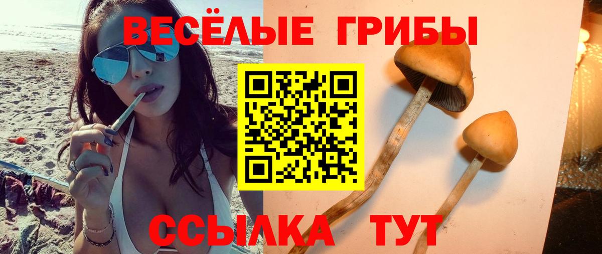 Псилоцибиновые грибы Psilocybine cubensis Майкоп